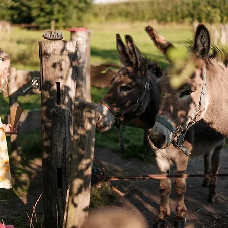 Glamping De Bosweide Alphen (North Brabant)