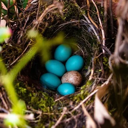 Glamping De Bosweide