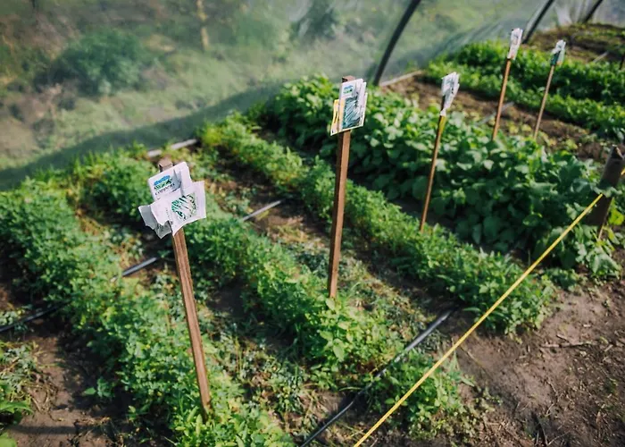 Glamping De Bosweide *