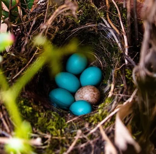 Glamping De Bosweide