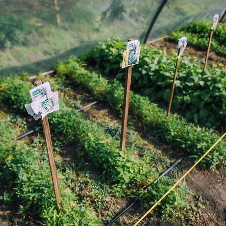 Glamping De Bosweide *