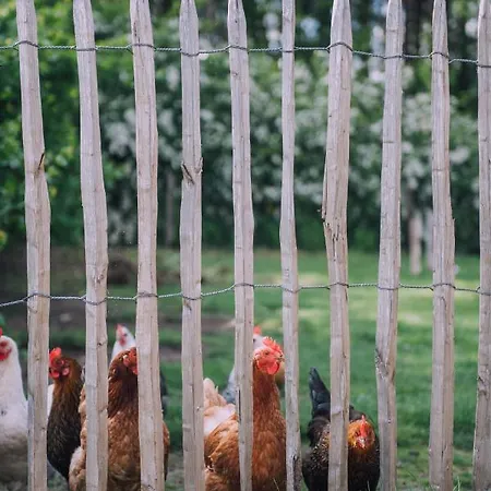 Роскошный шатер Glamping De Bosweide *