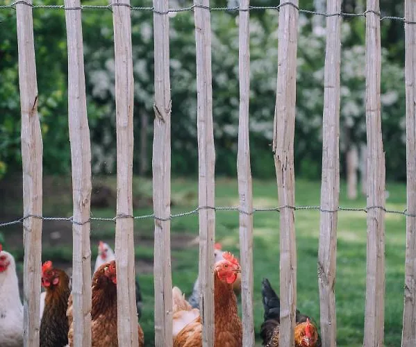 Luxussátor Glamping De Bosweide *